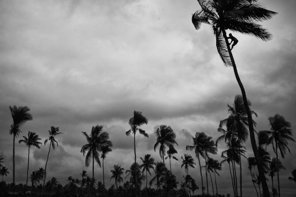 coconut-picker1C6152D67-4E4D-DAB1-B63A-4EF828880C71.jpg