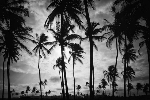 coconut-picker87139F08-B5E2-61D2-1896-2A2BDC9EA79B.jpg